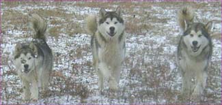 Alaskan Malamutes