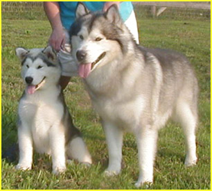 Alaskan Malamutes