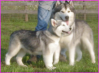Alaskan Malamutes