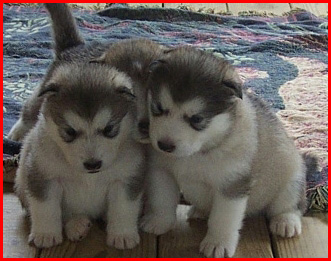 Alaskan Malamutes