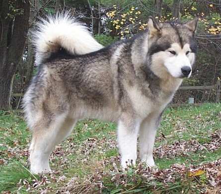 Alaskan Malamutes