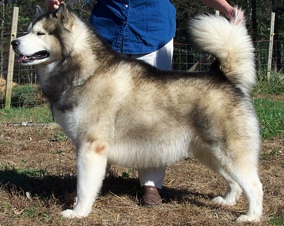 Alaskan Malamute