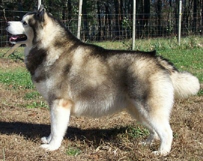Alaskan Malamute