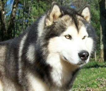 Alaskan Malamute