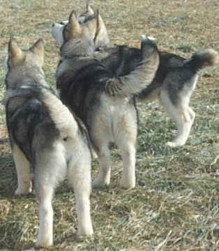 Alaskan Malamutes
