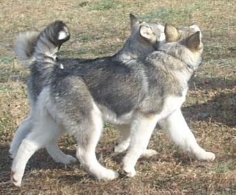 Alaskan Malamutes