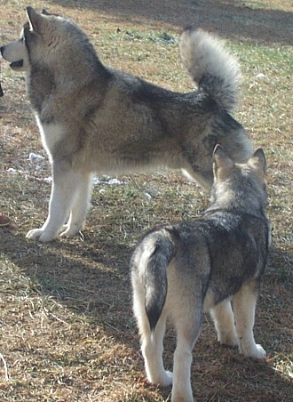 Alaskan Malamutes