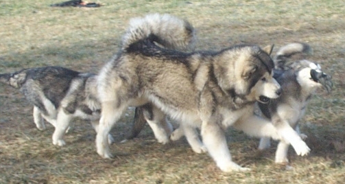 Alaskan Malamutes