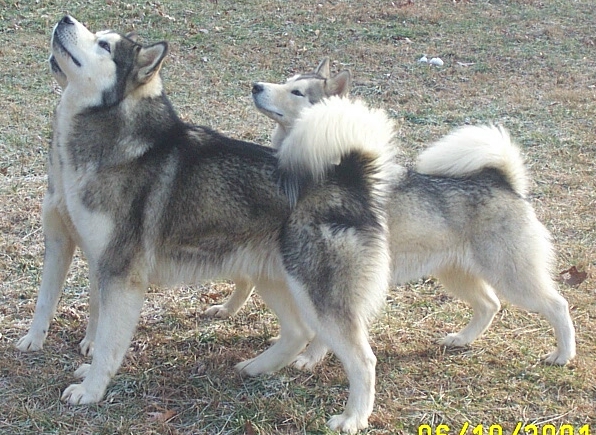 Alaskan Malamutes