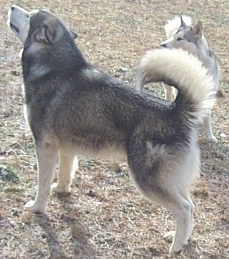Alaskan Malamutes
