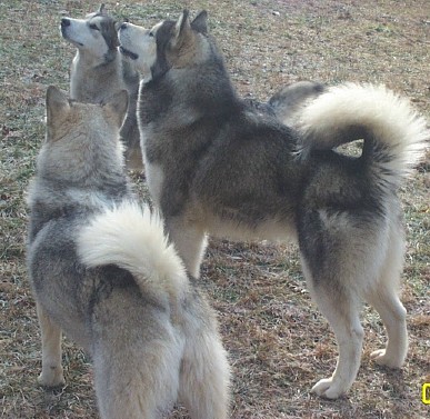 Alaskan Malamutes