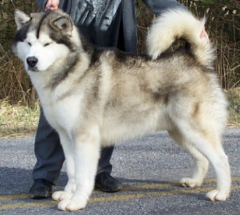 Alaskan Malamutes