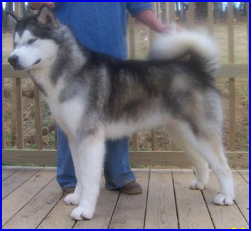 Alaskan Malamutes