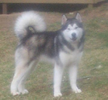Alaskan Malamutes