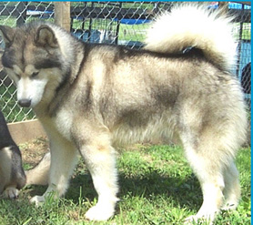 Alaskan Malamutes