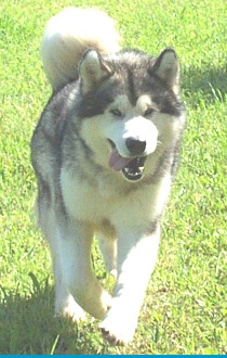 Alaskan Malamutes