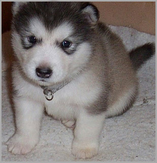 Alaskan Malamutes