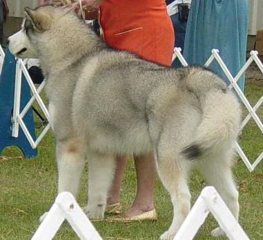 Alaskan Malamutes