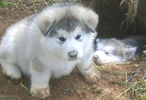 Alaskan Malamutes
