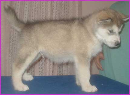 Alaskan Malamutes