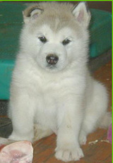 Alaskan Malamutes