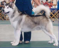 Alaskan Malamutes
