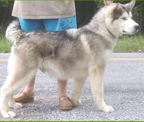 Alaskan Malamutes