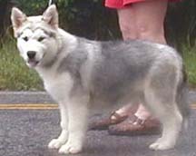 Alaskan Malamutes