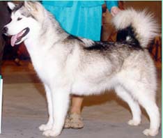 Alaskan Malamutes