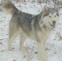 Alaskan Malamutes