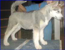 Alaskan Malamutes