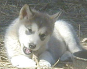 Alaskan Malamutes