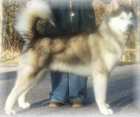 Alaskan Malamutes