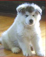 Alaskan Malamutes