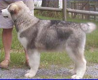 Alaskan Malamutes