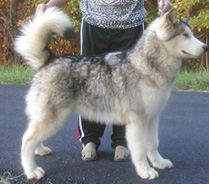 Alaskan Malamutes