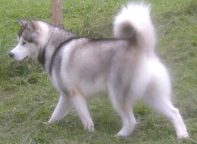 Alaskan Malamutes
