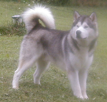 Alaskan Malamutes