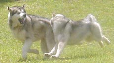 Alaskan Malamutes
