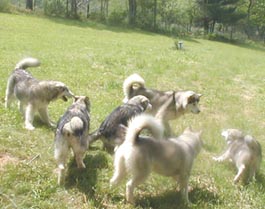 Alaskan Malamute