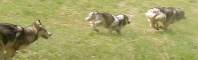Alaskan Malamutes
