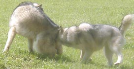 Alaskan Malamutes