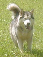 Alaskan Malamutes
