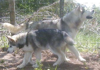 Alaskan Malamutes