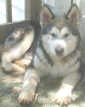 Alaskan Malamutes