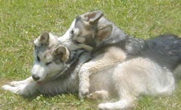 Alaskan Malamutes