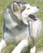Alaskan Malamutes