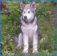 Alaskan Malamutes