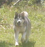 Alaskan Malamutes