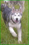Alaskan Malamutes